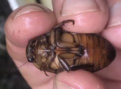 Dytiscus cordieri