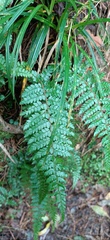 Polystichum piceopaleaceum