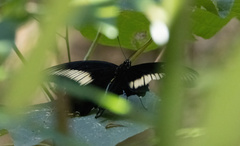 Papilio oenomaus