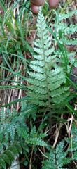 Polystichum piceopaleaceum