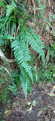 Polystichum piceopaleaceum
