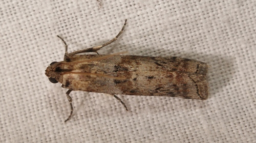 Dotted Oak Knot-horn, photo 2 of 10