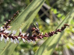 Dianthidium floridiense