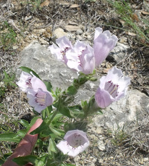 Penstemon cobaea