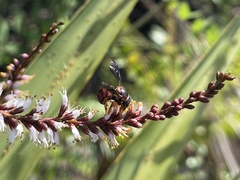 Dianthidium floridiense
