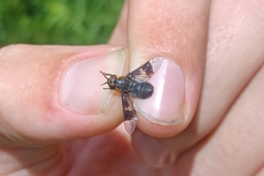 Chrysops cincticornis