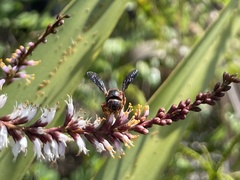 Dianthidium floridiense