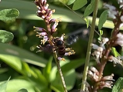 Dianthidium floridiense