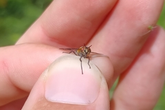 Chrysops cincticornis