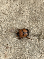 Bolbocerosoma bruneri