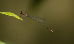 Nososticta impercepta