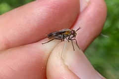 Chrysops cincticornis