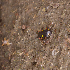 Eumorphus quadriguttatus pulchripes