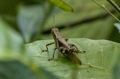 Acrididae