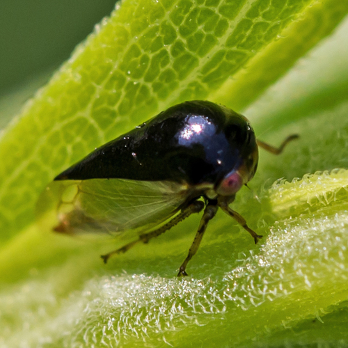 Honeylocust Treehopper photo 3