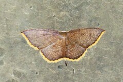 Pseudhyria rubra