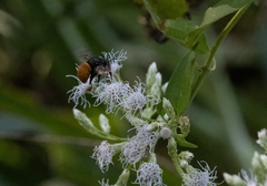 Amegilla dohertyi