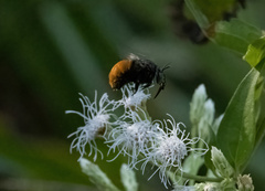 Amegilla dohertyi
