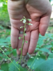 Circaea canadensis