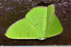 Ornithospila avicularia
