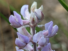 Lupinus caudatus