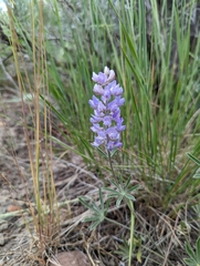 Lupinus caudatus