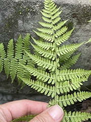 Athyrium yokoscense