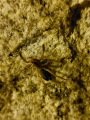 Gluvia dorsalis
