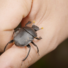 Paragymnopleurus melanarius