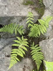 Athyrium yokoscense