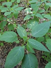 Circaea canadensis