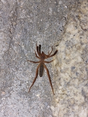 Gluvia dorsalis