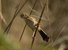Cisticola exilis