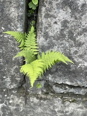 Athyrium yokoscense