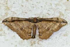 Hyposidra infixaria