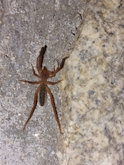 Gluvia dorsalis