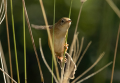 Cisticola exilis