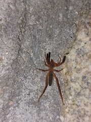 Gluvia dorsalis