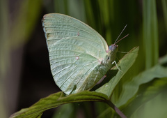 Catopsilia pomona