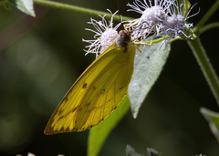 Catopsilia scylla