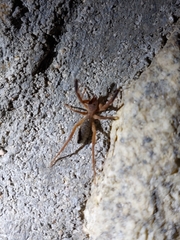 Gluvia dorsalis