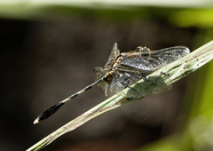 Orthetrum sabina