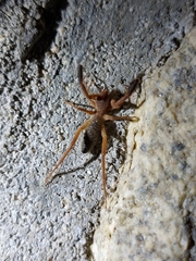 Gluvia dorsalis