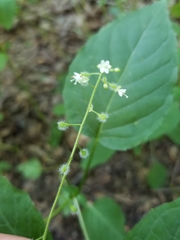 Circaea canadensis