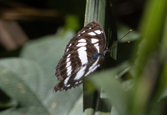 Neptis hylas