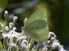Catopsilia pomona