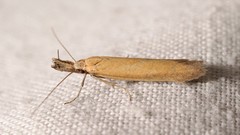 Pleurota planella