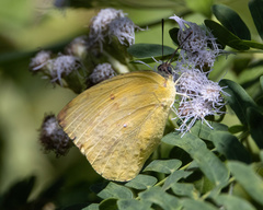 Catopsilia scylla