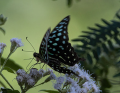 Graphium agamemnon