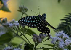 Graphium agamemnon